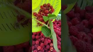 raspberry from home Garden #homegarden  #nature #home #raspberry rasp