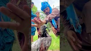 Kabootar bujbaan hai sambhal rakho ️love kabootar pigeon #viral #youtubeshorts #shortvideo