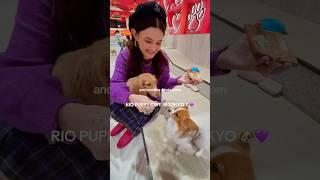 Rio Puppy Cafe in Tokyo  #puppycafe #dogcafe #animalcafe #japantravel #japantrip #tokyo #japan