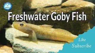 8 types of Freshwater Gobies