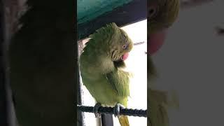 Funny sound 