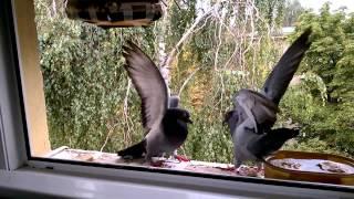 Pigeons fight for sunflower seeds