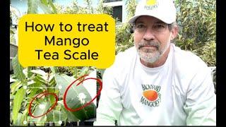 How to treat Mango Tea Scale