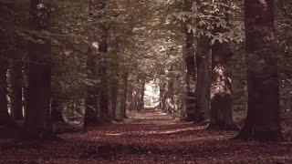 Lightroom editing #lightroom #photography #picsart #photoediting #photoshop #trending #jungle