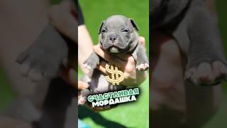Этот щенок заставит вас улыбнуться! Хотите насыщенную жизнь? Покупайте американского булли!