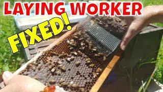 ️ LAYING WORKER FIX - #Beekeeping Chores