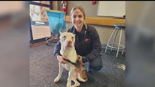 Hometown hero EMTs rescue dog on highway on way to hospital