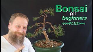 #Bonsai Pinus Mugo: gestalten aber wie?