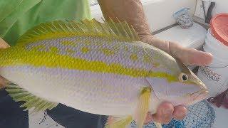 Yellowtail Fishing Tactics in the Florida Keys