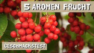 Wie schmecken WuWeiZi Beeren? Anbautipps für Schisandra