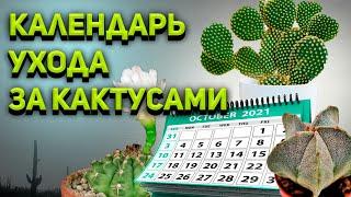 Календарь ухода за кактусами. Как ухаживать за кактусами. Уход за кактусом.