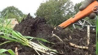 Літній коп на городах.  Багато цікавого