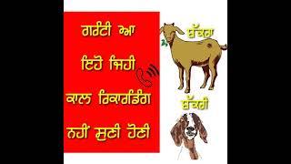 bakra vs bakri call recording punjabi funny mp3