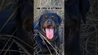 #Rottweiler VS #canecorso #GuardDogs #DogComparison #CaneCorsoVsRottweiler #PowerfulDogs