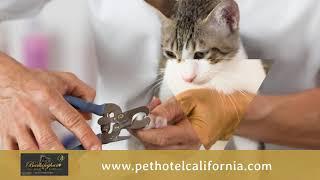 Pet Services in Palm Desert CA, details at YellowPages.com