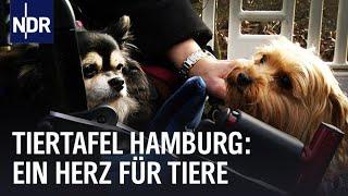 Hamburger Tiertafel: Ein großes Herz für Tiere | Die Nordreportage | NDR Doku