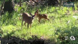 Cleveland Heights mulling deer culling program