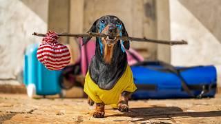 Eviction Day: Can This Dachshund Save His Home? 