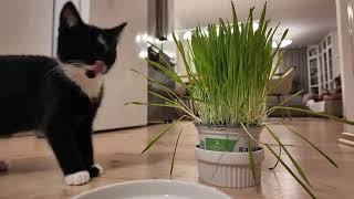 Kitten trying grass. Cute and Funny Kittens