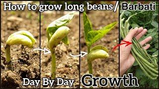 How to grow long beans/Barbati from seeds at home | Day by day growth | Time Lapse#homegardening