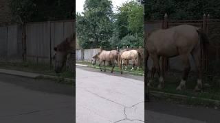 Gypsy horses walk around the city. Gypsy life №6 #gipsy #gipsylife