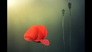 Remembrance Day, Local Schools Say Thank you