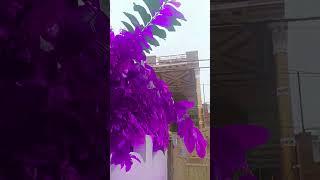 purple trees  #cute #art #funny #drawing