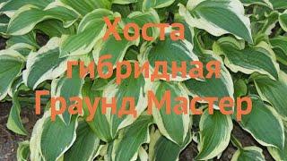 Хоста гибридная Граунд Мастер (hosta ground master)  обзор: как сажать, саженцы хосты Граунд Мастер