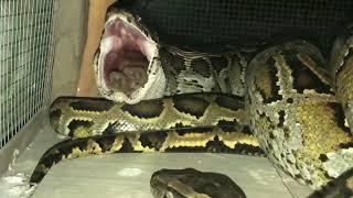 Python Vore - Snake Swallows Pig