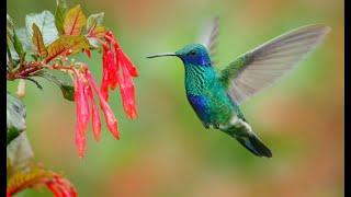 Hummingbird Sounds For 1 Hour