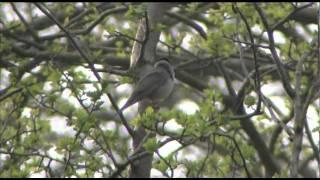 Getting to grips with warblers 2: Blackcap Vs Garden Warbler