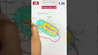 Prokaryotic Cell Diagram #shorts #biology