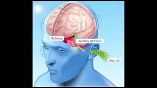 How Hearing Works