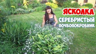 ЯСКОЛКА - МНОГОЛЕТНИЙ ПОЧВОПОКРОВНИК. Ясколка из семян, посадка, уход, в дизайне сада - мой опыт.