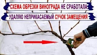  Обрезка винограда не ПО ПРАВИЛАМ. Зачем удаляю сучок замещения? Выбираю лучший вариант.