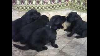 Щенки Ариадна х Сильвер, 18 дней / PUPPIES Black Russian Terrier ! Age 18 days.