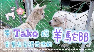 放狗好去處｜帶Tako探首隻在香港出世的羊駝BB - Samoyed Tako meet Alpaca baby｜元朗錦田菠蘿園｜@big_dog_channel