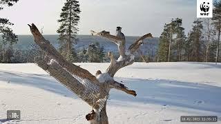 WWF:n Luontoliven talvilintukameran lajit: pohjantikka