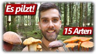 Pilze ohne Ende | Pfifferlinge, Hexenröhrlinge & mehr | 15 Arten im Wald