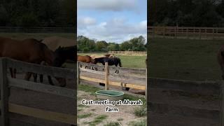 Cast meeting at Ahavah farm #horse #farm #castmeetiing #filmproduction