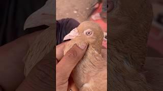 jama masjid kabutar market | pigeon market | red fort Delhi white pigeons