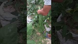 Plucking Long beans from My garden 2 #fresh #lobia  #vegetables #villagelife #lovegardening