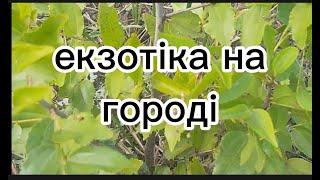 Вирощування екзотичних рослин в Україні