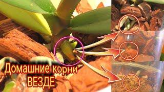 Меньше месяца и ОРХИДЕЯ пересаженная их мха в кору РАСТИТ новые КОРНИ 
