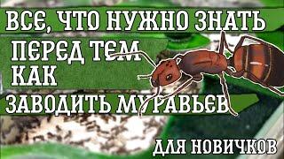 ВСЕ что нужно знать, перед тем как заводить МУРАВЬЕВ! Вся информация для новичков.