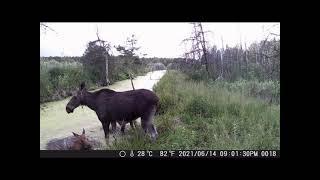 Spying On Nature | At The Watering Hole