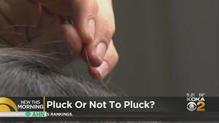 To pluck or not to pluck: How wise is it to pull those gray hairs?