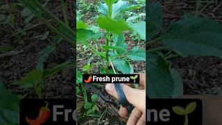 ️️ Prune branches of chili plants | ASMR #chilipeppers