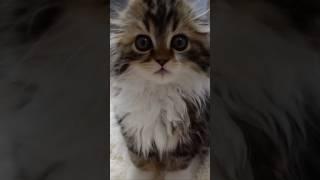 [Look-back] Scottish Fold kitten approaching camera during filming. Elle video No.L14