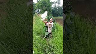 ‍️Duck bird# #super#hit#video#India# #Indonesia# #United#Algeria#Italy#Spain# #Brazil#Pakistan